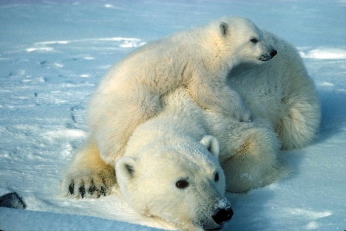 L'orso polare è considerato "vulnerabile", non ancora "in estinzione", ma la sua sopravvivenza è a rischio a causa del cambiamento climatico
