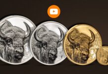 selvaggia mongolia bisonte cit coin invest moneta coin oro argento collezione wild mongolia smartminting limited edition